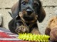 bébé chiot Teckel nain à adopter 
