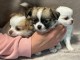 Adopter chiot chihuahua disponible à adopter 