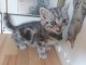 Chatons gris à donner contre bon soins