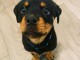 chiots rottweiler à donner 