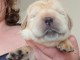 chiot spitz allemand race pure 