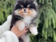 chiots spitz nain Poméranie à donner 
