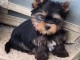 je donne chiot Yorkshire disponible 