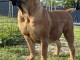 Mastiff sud-africain – Chiots Boerboel