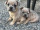 Adoption chiot bouledogue français mâle et femelle 