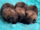 Bébé chiot spitz allemand race pure a donner 