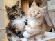 Bébé chaton Maine coon disponible 