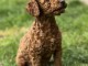 Chiots Caniche toys à vendre