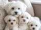 chiots bichon maltais a donner 