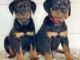 Bébé chiot rottweiler a donner 