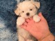 Chiots bichon maltais à adopter 