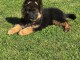 Bébé chiot berger allemand disponible 