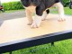 Chiots bulldog français femelle a donner 
