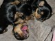 Bébé chiot York disponible 