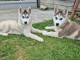 Chiot sibérien husky a donner 