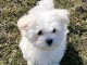 Chiots bichon maltais disponible de suite 
