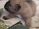 Bébé chiot bouledogue français à donner 