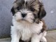 chiots Shih Tzu a donner 