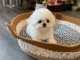 Bébé chiot bichon maltais à adopter 