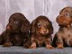 Chiots teckel a donné disponible 