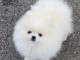 Chiots spitz allemand race pure 