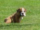 Bébé chiot bulldog anglais disponible 