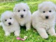 Chiots berger blanc suisse à donner 