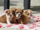 Bébé chiot bulldog anglais lof a donner 