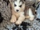 chiot husky sibérien à donner mâle 