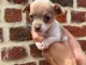 chiot chihuahua mâle disponible 