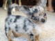 chiots chihuahua mâle a donner 