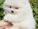Je donne chiot spitz allemand 