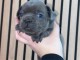 chiot bulldog français mâle à donner 