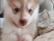 Je donne chiot husky sibérien 