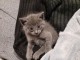 Chatons chatreux a donner 