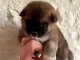 chiots Shiba inu a donner 
