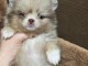 Adopter chiot berger australien disponible 