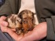 Chiots teckel arlequin disponible 