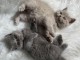 Je donne chaton disponible 
