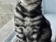 Chaton bengal a donner mâle 