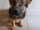 chiots berger allemand à adopter 
