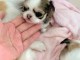 Je donne chiot chihuahua mâle 
