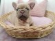 bébé chiot bouledogue français a donner 