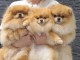 adoption chiot spitz nain disponible 