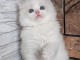 Je donne chaton disponible 