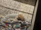Je donne chiot spitz nain 