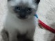 Bébé chaton sacré brimanie a donner 