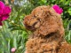 Je donne chiot caniche disponible 