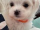 chiots bichon maltais à adopter 