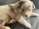 Chiot berger australien lof à donner mâle 